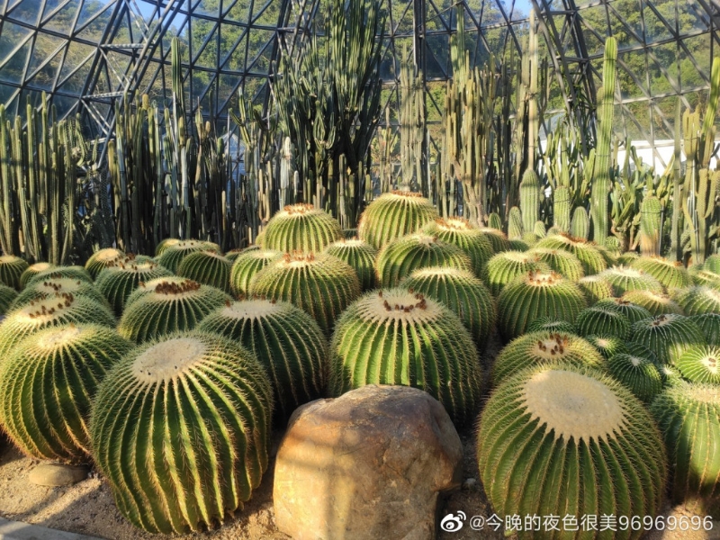 圓拱型的仙人掌溫室。（圖片來源：小紅書@今晚的夜色很美96969696）