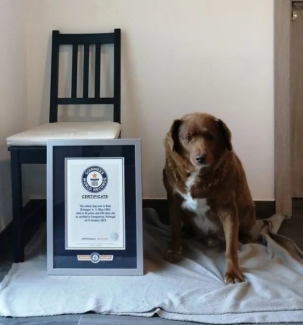 世界上最長壽的狗 世界上最長壽的狗