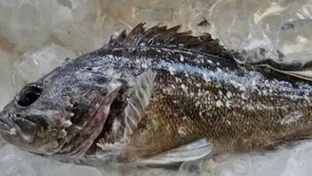 日本福島早前驚現輻射魚，當局已經即時暫停出貨。