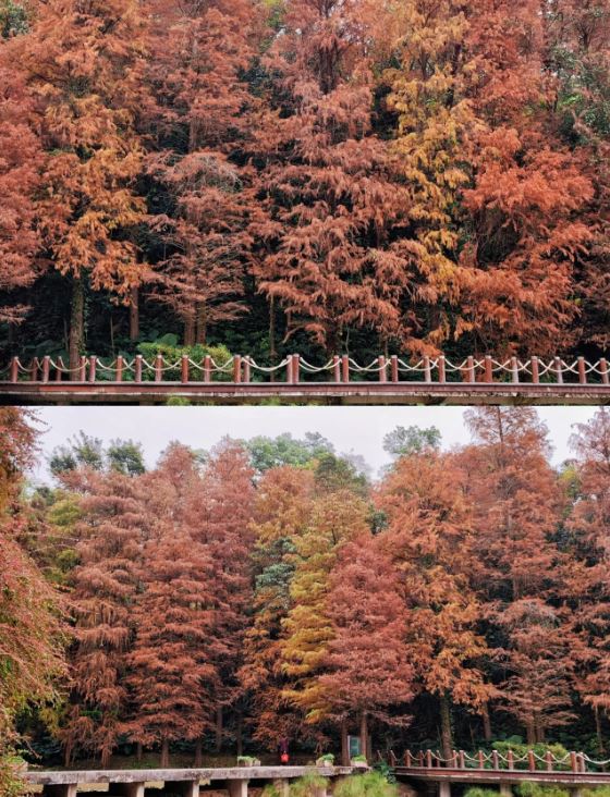 仙湖植物園是觀賞落雨杉熱點之一