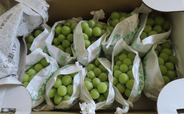 日本提子 日本提子