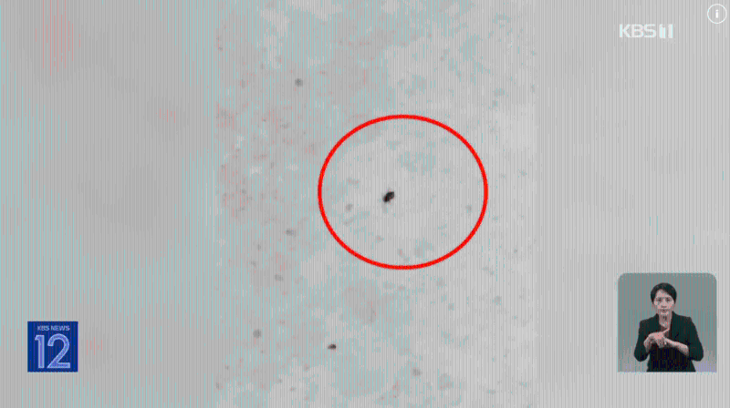 床蝨極為細?。ㄓ捌貓D：KBS）