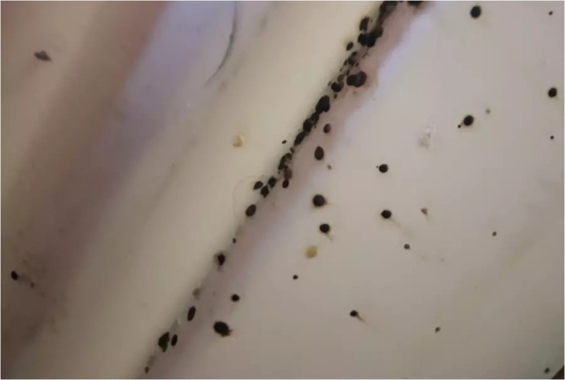 網上流傳韓國首都圈內不少單位出現床蝨。