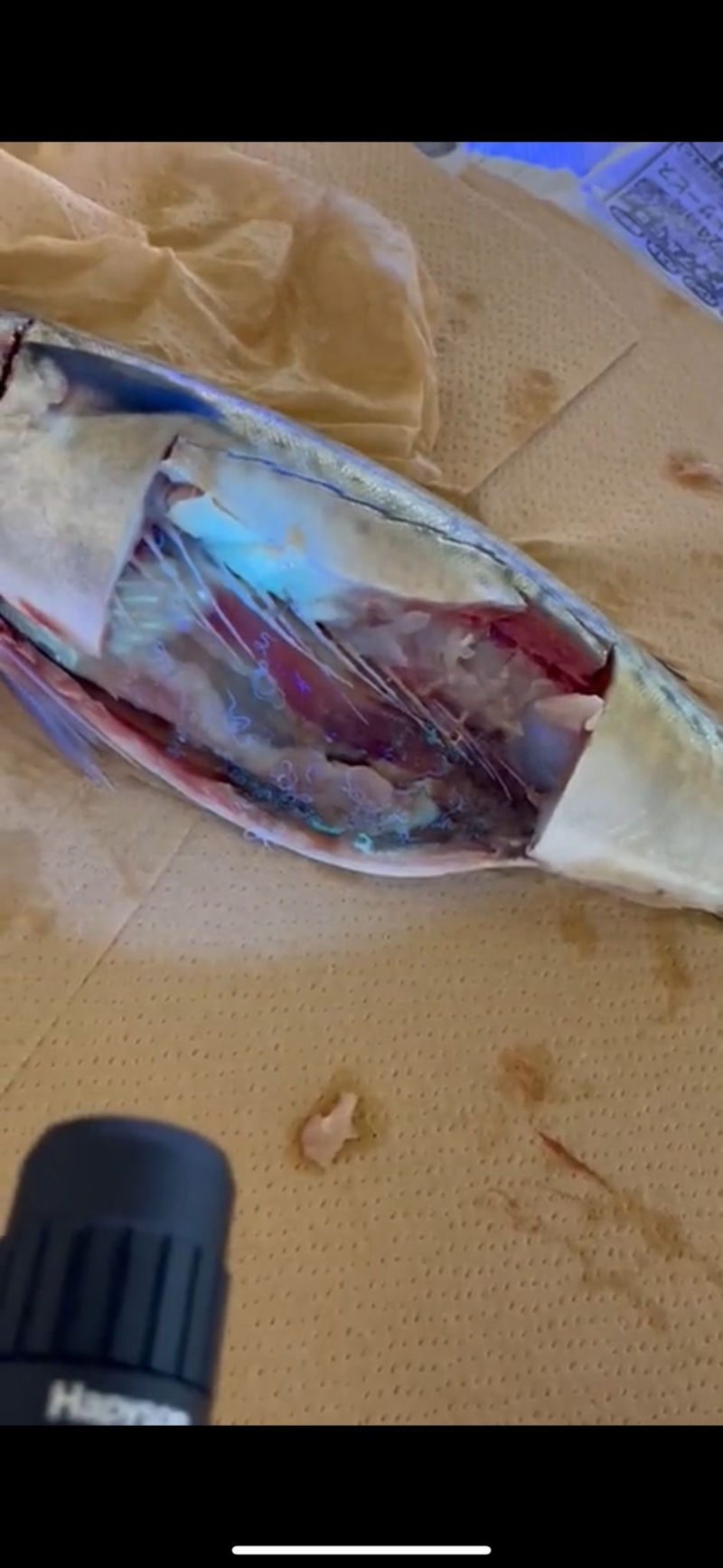 但經射燈照射，就明顯看到大量生猛寄生蟲。