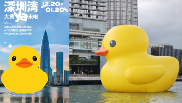 大黃鴨由明日開始，將在深圳灣展出。