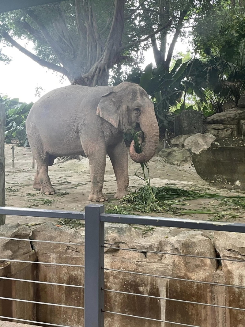 （圖片授權：Anita Wu、Ivy Yip）