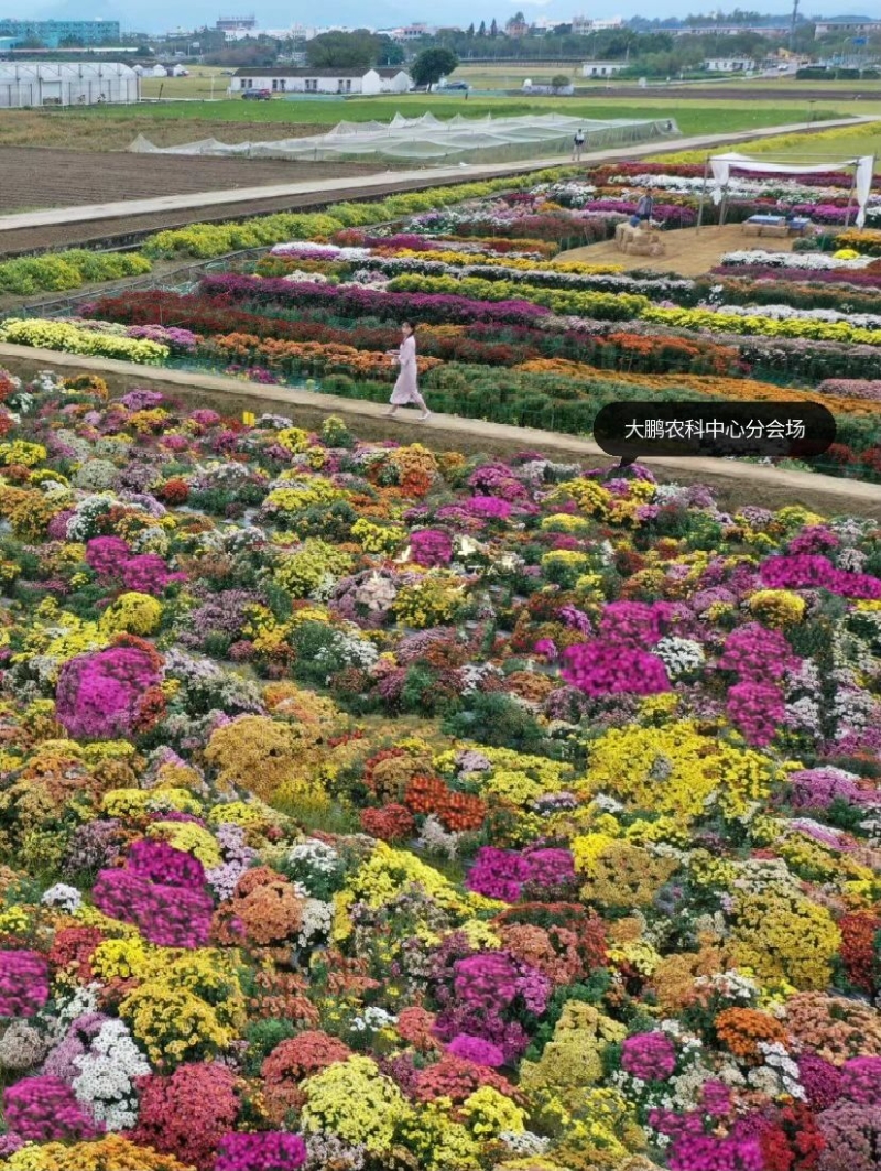 于大鵬中國農科院深圳農業基因組研究所綜合試驗基地欣賞菊花外，還參加露營市集、企業花展及藝術展演等各種文化活動。