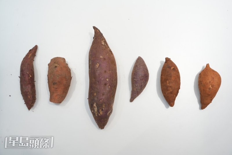 番薯大小及品種各異，吃起來的味道與口感也截然不同。