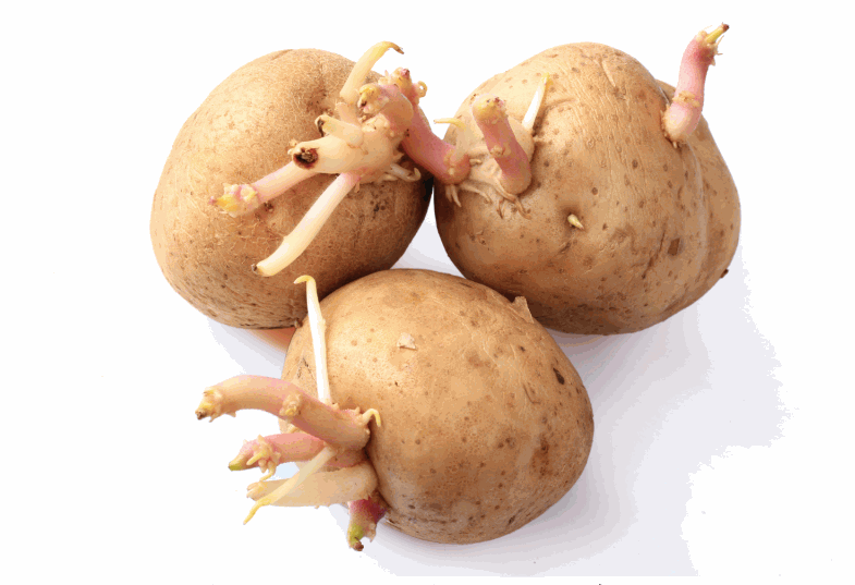 土豆發芽 土豆發芽