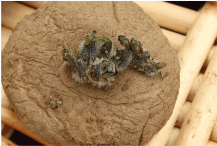 土豆腐爛 土豆腐爛