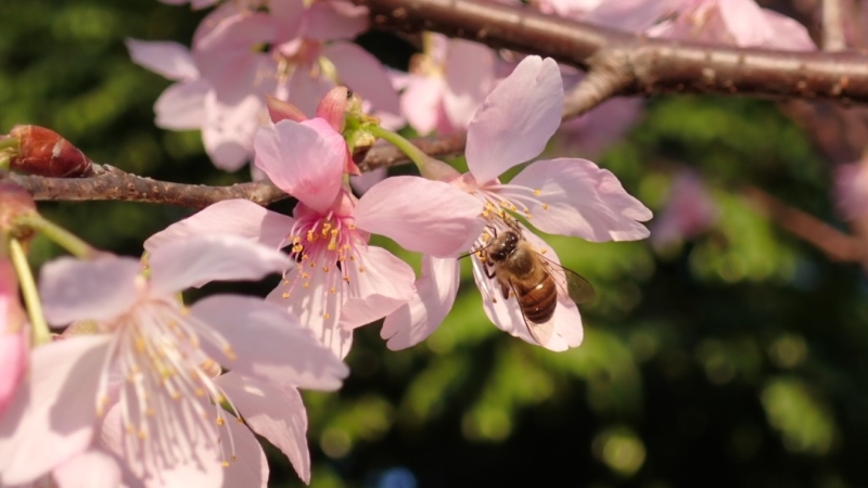 園內種植了20多棵櫻花樹，品種為八重櫻，該批櫻花為去年由香港花卉展覽移植到天水圍公園（圖片來源：康文署）