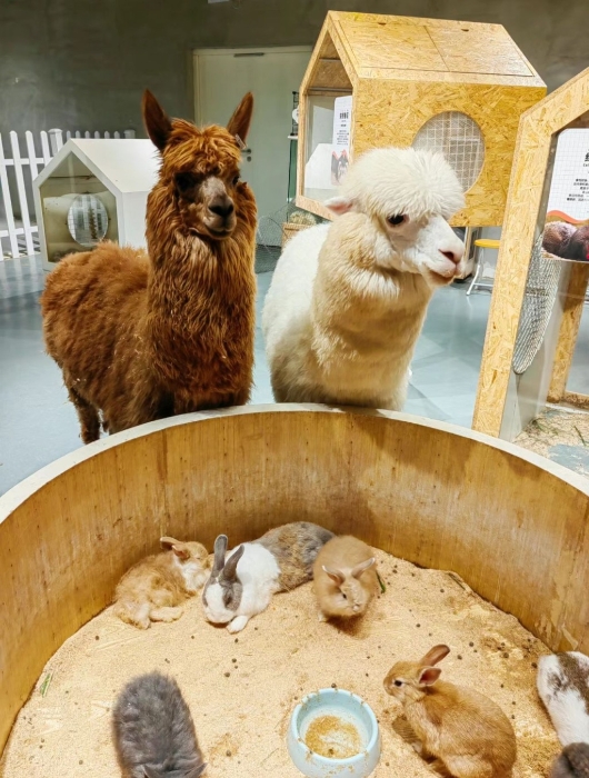 在深圳市區商場內都可一親羊駝