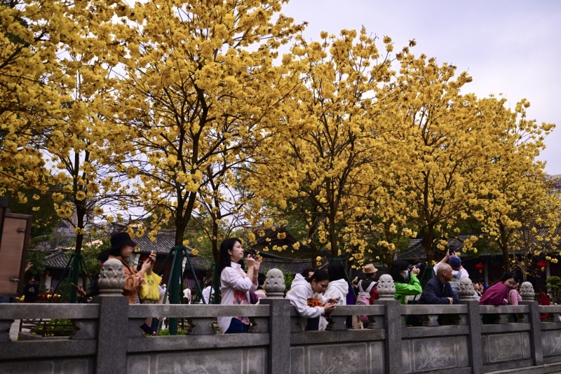 在蓮池旁種有兩排風鈴木。