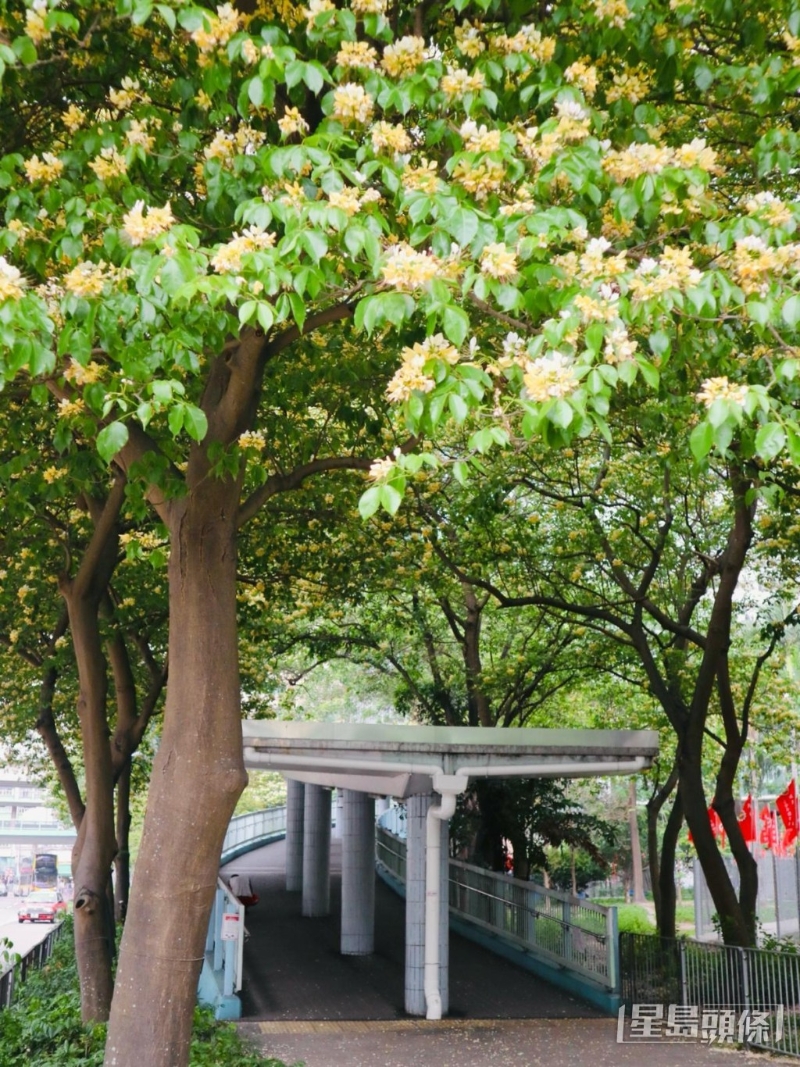 行人天橋入口是熱門打卡位！