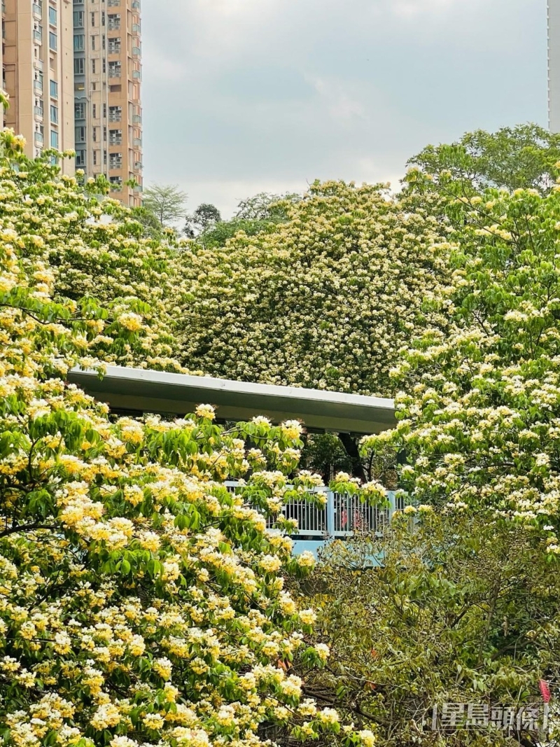 位于大角咀的櫻桃街行人天橋一帶種有幾十棵魚木樹，最近有網友發現已經進入花期！