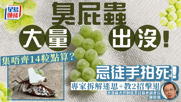 臭屁蟲大量出沒！