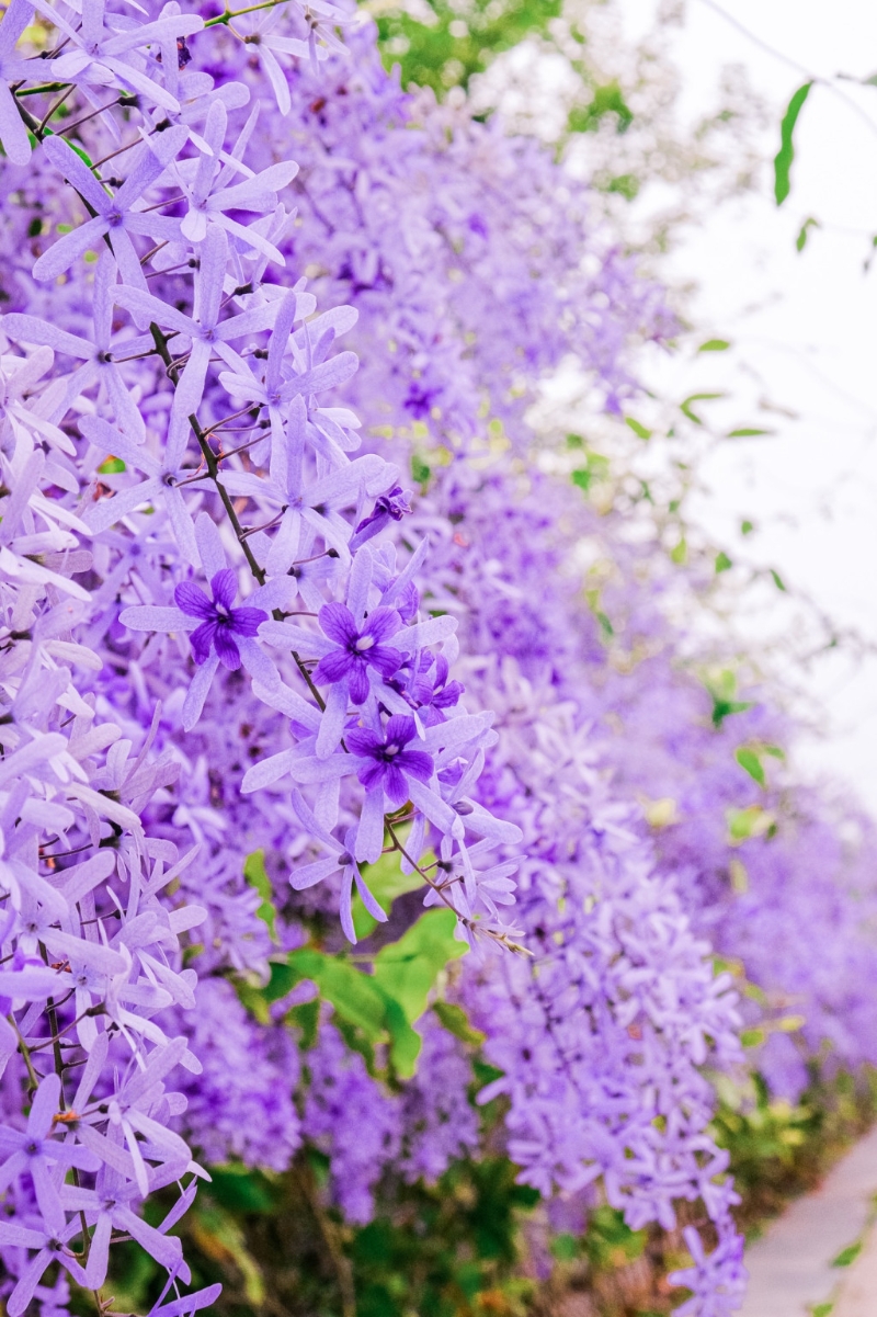通往觀音圣像的小路成為一條紫色花海隧道。