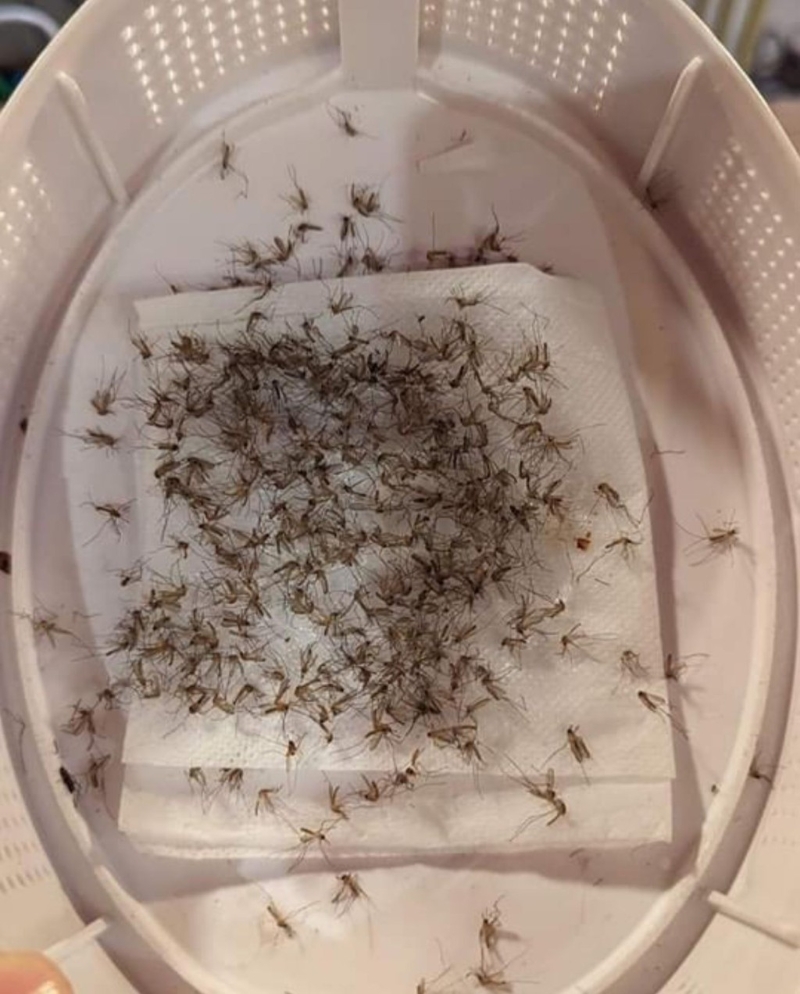 網民貼出護膚品+吸蚊器的成果。