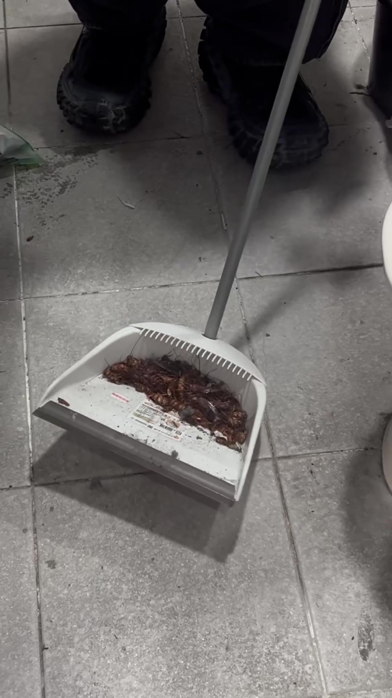 臺女分享擊殺蟑螂短片。