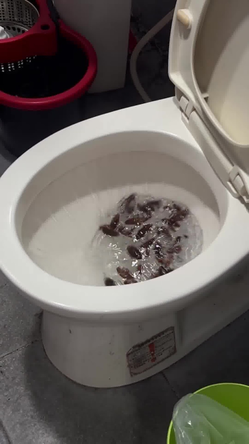 將蟑螂尸倒進馬桶沖走。