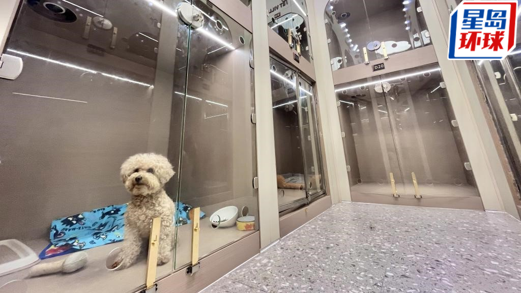 貓狗寄養 貓狗寄養