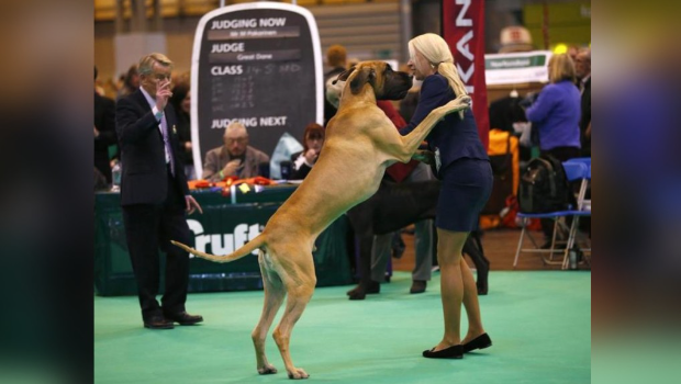 美加州婦遭25只大丹狗咬死 美加州婦遭25只大丹狗咬死