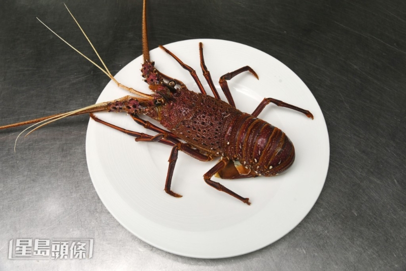 時令乳龍蝦特別鮮甜。