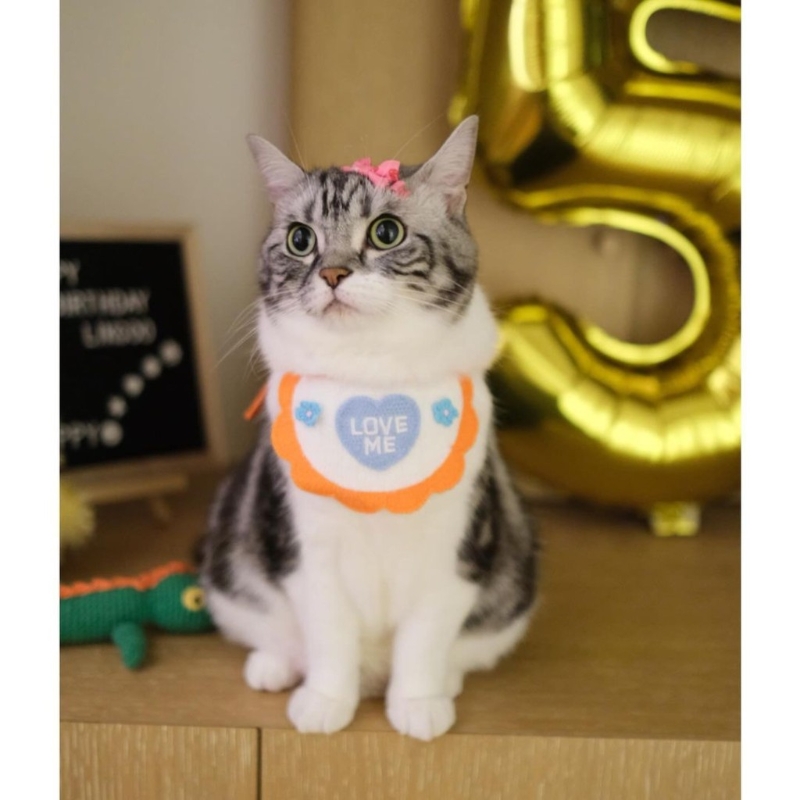 昨日（23日）都系蔡卓妍愛貓的生日。1