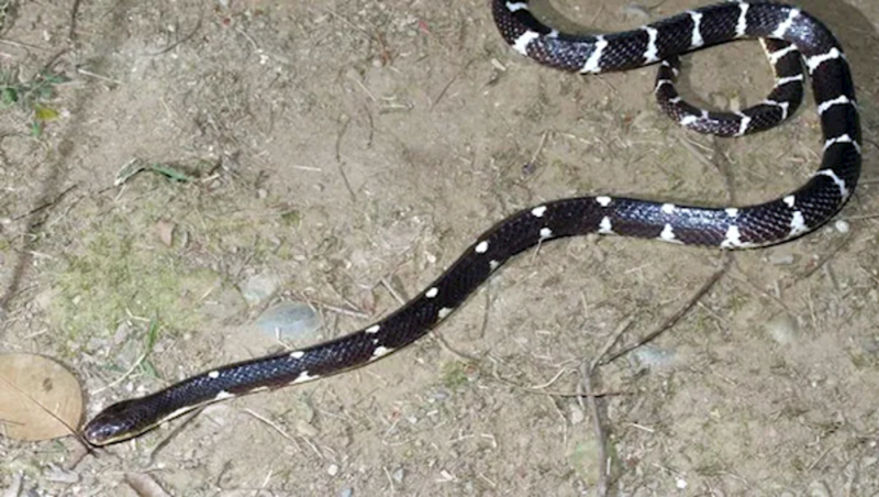 素貞環蛇一次性排出的毒素就可以毒死十幾個成年人。