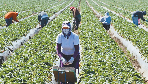 農業組織促豁免遣返無證農工 農業組織促豁免遣返無證農工