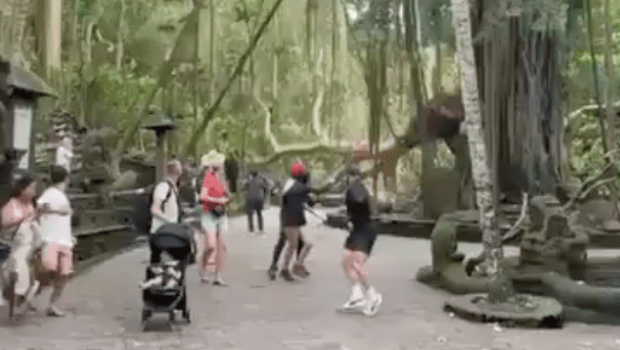 巴厘島名勝公園多棵大樹倒塌 巴厘島名勝公園多棵大樹倒塌