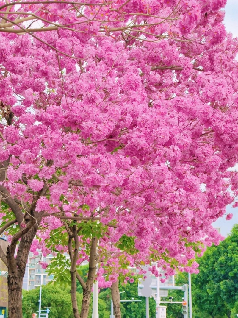 2. 深圳前海公館南街(圖片來源︰墨妮卡@小紅書)