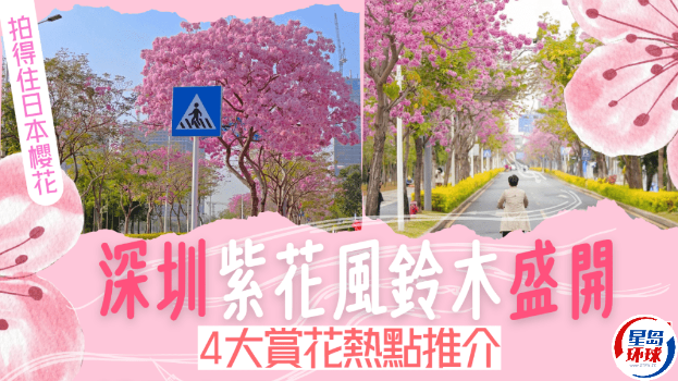 深圳紫花風鈴木 深圳紫花風鈴木