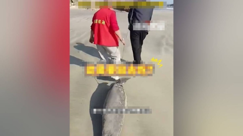 拍片者見兩名男子拖著江豚的尸體。