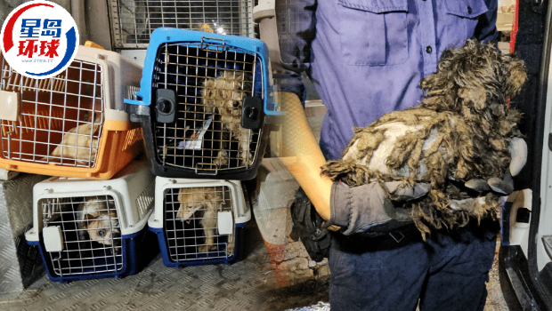 殘酷虐待動物愈趨嚴重 殘酷虐待動物愈趨嚴重