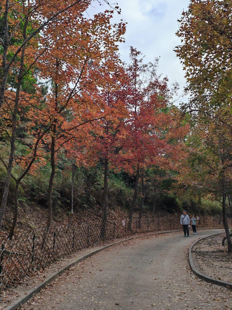 漁農處自然護理署12月27日更新大棠紅葉指數為“紅”