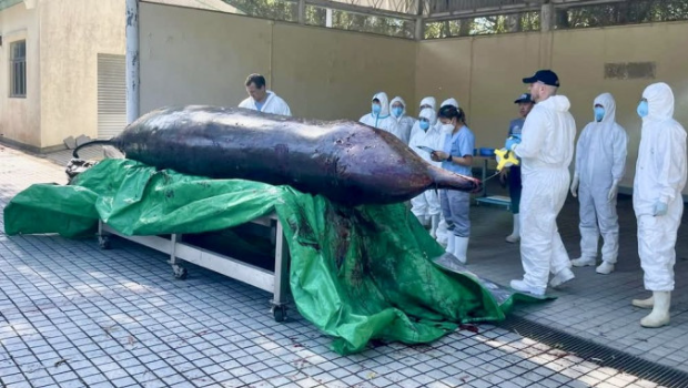 海洋垃圾禍害深 海洋垃圾禍害深