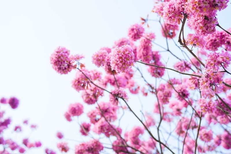 近日前往西沙GO PARK的西沙路旁化身一片紅花風鈴木粉紅“花?！?，為新一年增添絢麗色彩。大家想跟浪漫花海打卡要小心安全，別亂跑出馬路，也別踐踏草地，惜花也要愛惜其他植物。 （圖片來源：IG@西沙GO PARK）