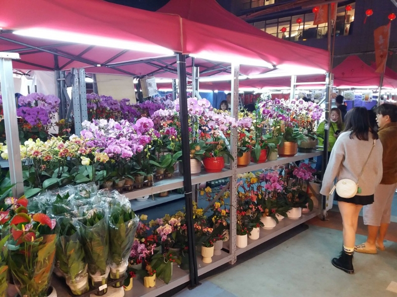 還有年花攤位供大家選購蘭花等。