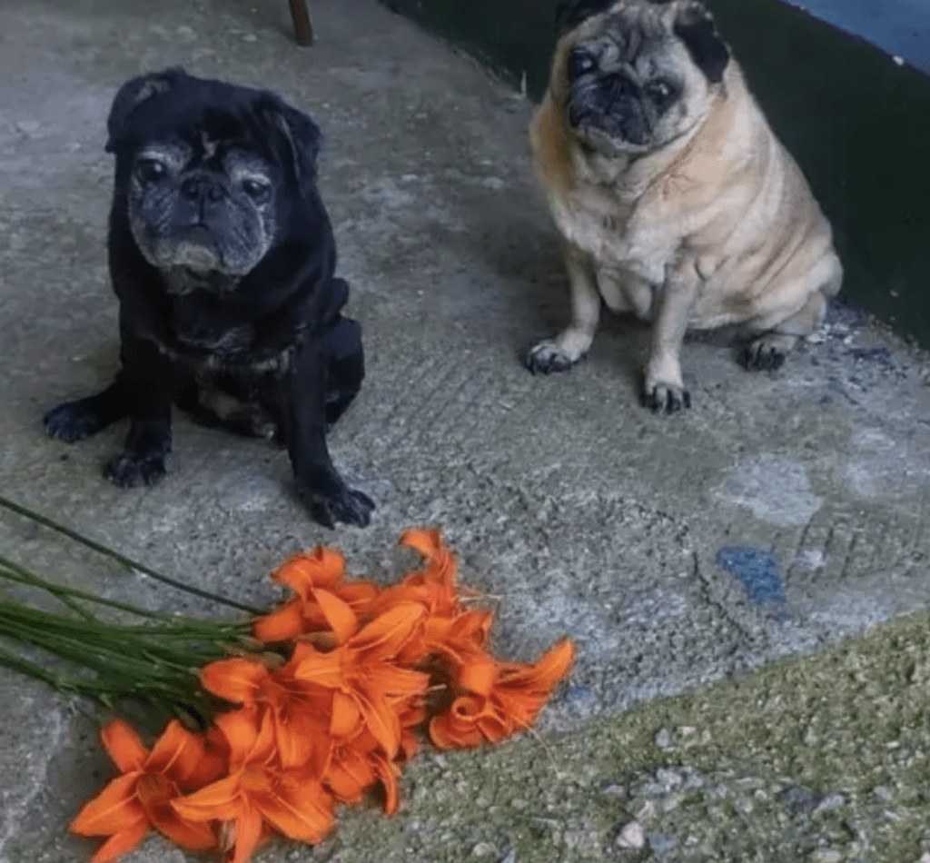 內亞戈所養的兩只寵物哈巴狗 內亞戈所養的兩只寵物哈巴狗