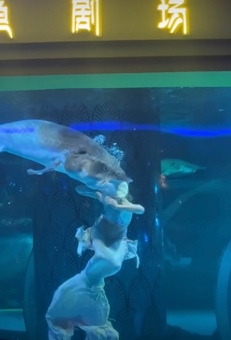 鱘魚咬人 鱘魚咬人