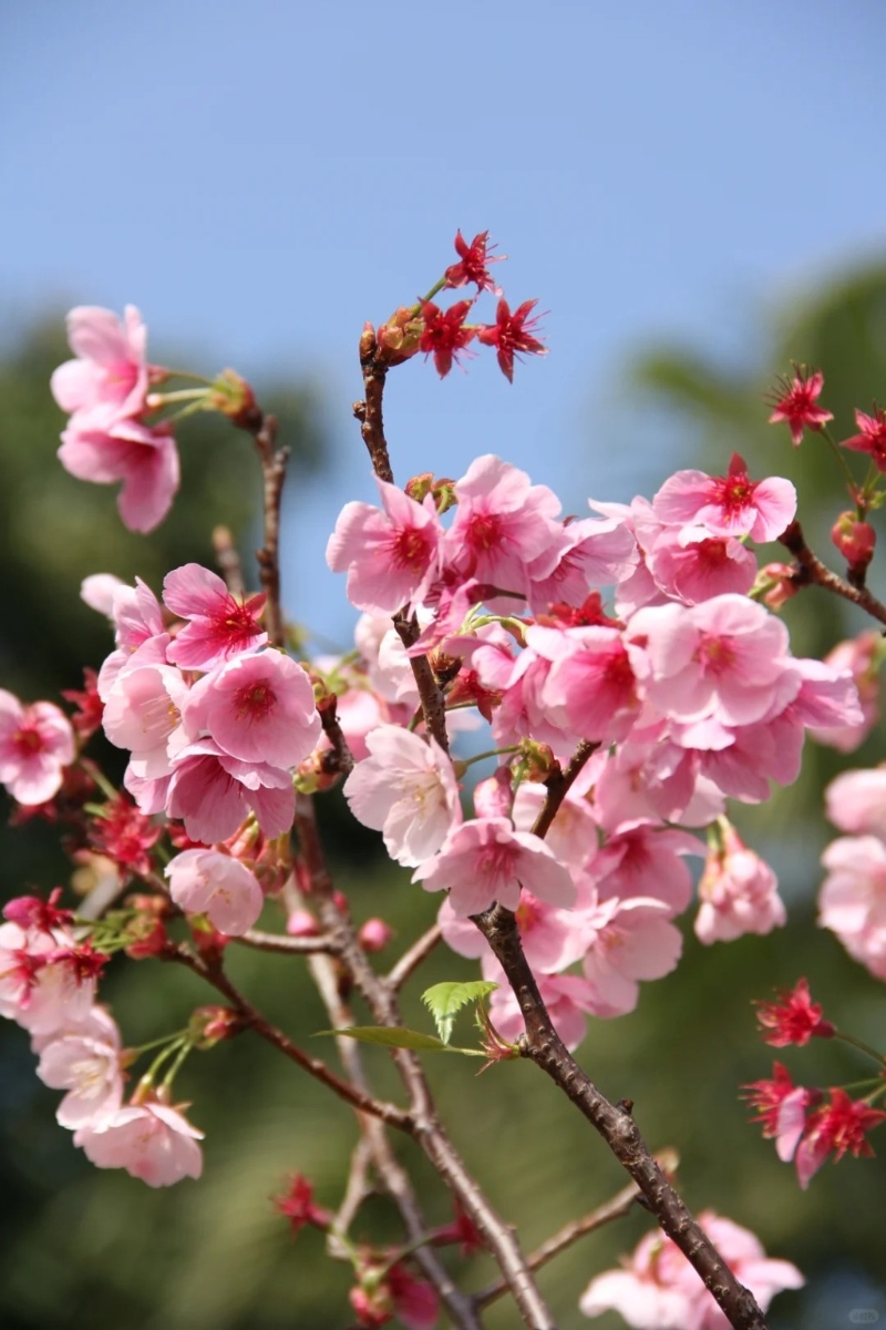位于龍華區的觀瀾湖有櫻花盛開。 （圖片來源：射手貓@小紅書）