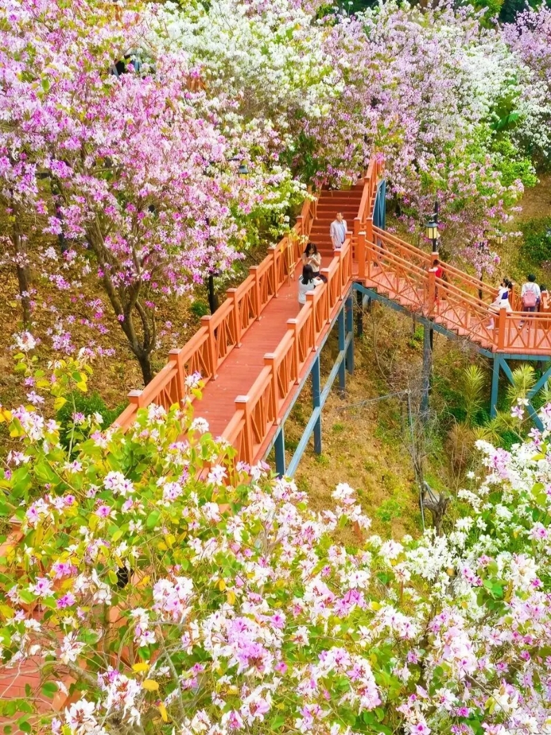 位于南山區的華英路景觀公園是較為小眾的景點（圖片來源：好米出游記@小紅書）