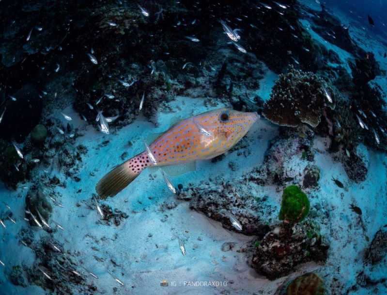 泰國研究團隊發現海底魚群遇地震集體躺平。 圖片來源 Facebook @ Thon Thamrongnawasawat