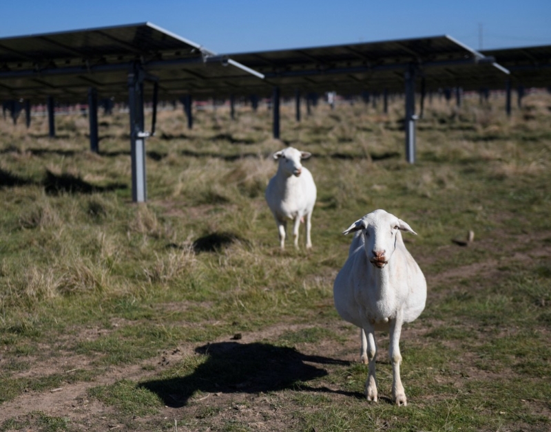 美國農地裝設太陽電池板。路透社