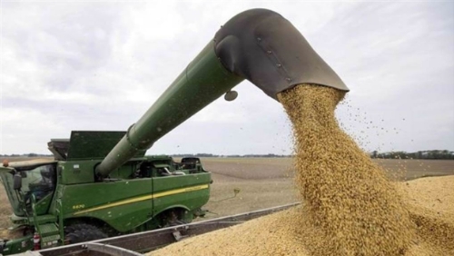 美中貿易戰升級，美國大豆農憂失去中國這位大客戶。（美聯社）