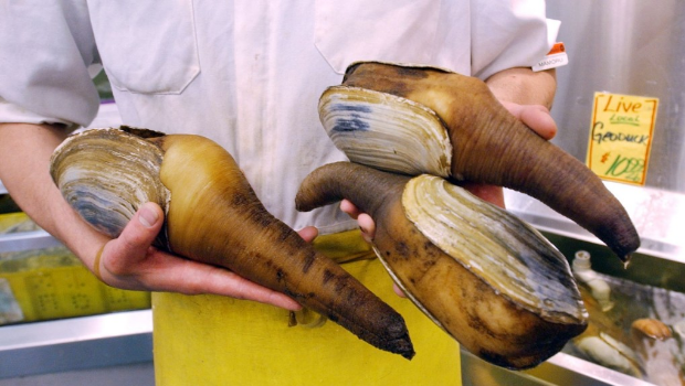 西雅圖一間店鋪展示活體象拔蚌。 美聯社