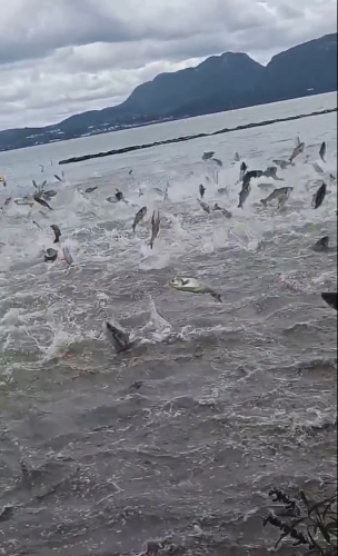 昆明滇池魚群瘋躍出水持續1分鐘 昆明滇池魚群瘋躍出水持續1分鐘