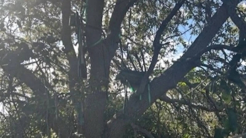 佛州棕櫚灘國際機場附近發現一個可疑狩獵架，視線可直對特朗普進出“空軍一號”的位置