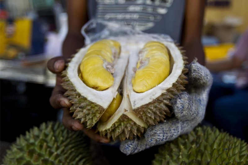 “大馬果王”榴蓮將于24日東協外長歡迎晚宴登場。